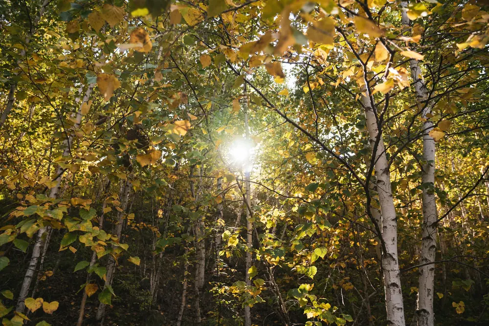 Late sun coming through a stand of birch trees
