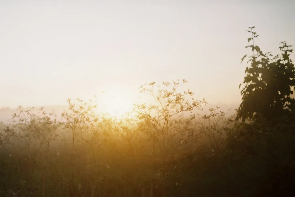 Soft sunrise over a misty Vermont meadow